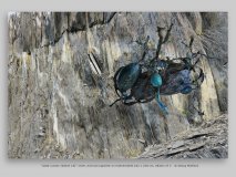 “slate runner (kelpie 15)” 2019, archival pigment on Hahnemühle 162 x 108 cm, edition of 3   © Georg Mühleck