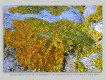 “lush cultures (caspecies 9A+8v1C+19)” 2017, archival pigment on 100% cotton Fine Art paper 162 x 108 cm, edition of 3   © Georg Mühleck