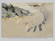 “caol caspecies 23” 2016, archival pigment on 100% cotton Fine Art paper 162 x 108 cm, edition of 3   © Georg Mühleck