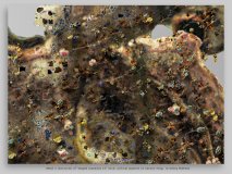 detail 2 (16x12cm) of “staged caspecies 14” (2 groups of seven) 2015, archival pigment on Canson 310g, 77 x 108 cm, edition of 4 © Georg Mühleck