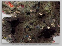detail 2 (16x12cm) of “staged caspecies 12” (2 groups of seven) 2015, archival pigment on Canson 310g, 77 x 108 cm, edition of 4 © Georg Mühleck