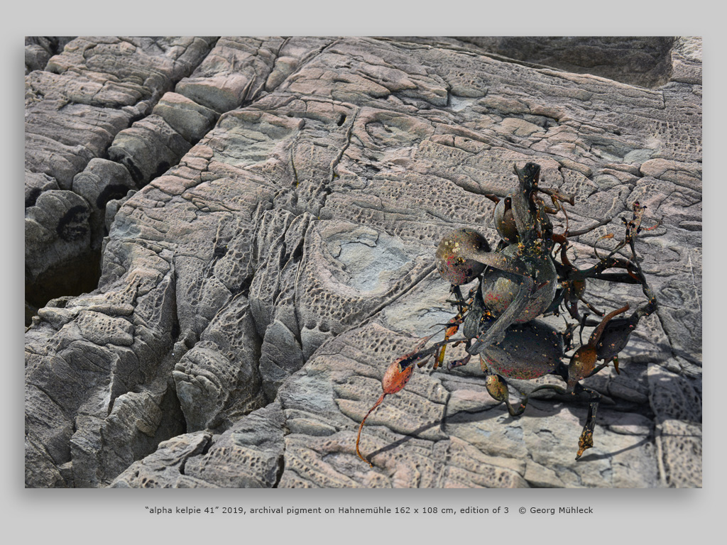 “alpha kelpie 41” 2019, archival pigment on Hahnemühle 162 x 108 cm, edition of 3   © Georg Mühleck