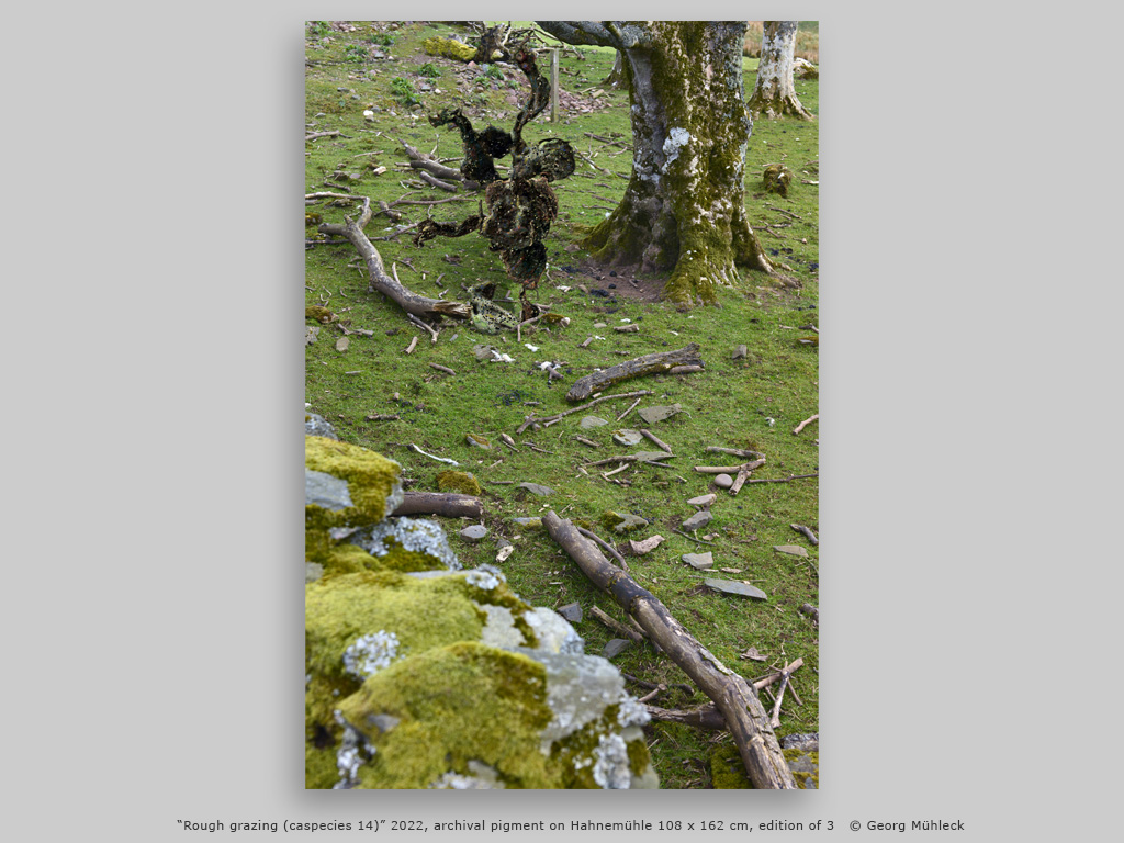 “Rough grazing (caspecies 14)” 2022, archival pigment on Hahnemühle 108 x 162 cm, edition of 3   © Georg Mühleck