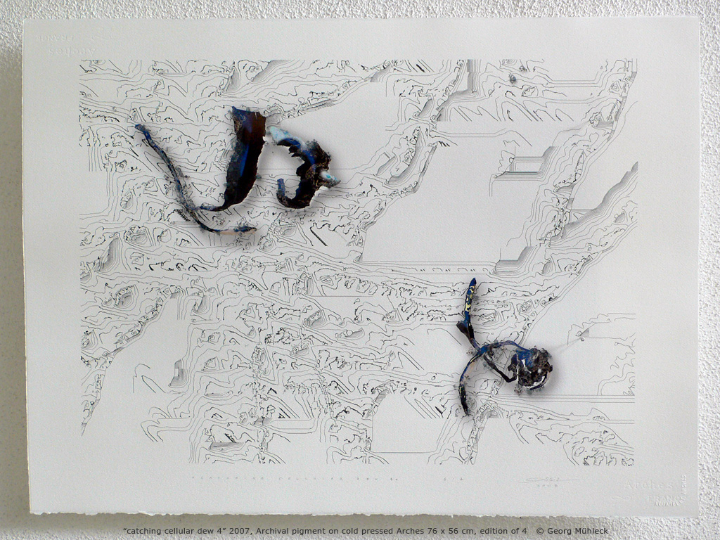“catching cellular dew 4” 2007, Archival pigment on cold pressed Arches 76 x 56 cm, edition of 4   © Georg Mühleck