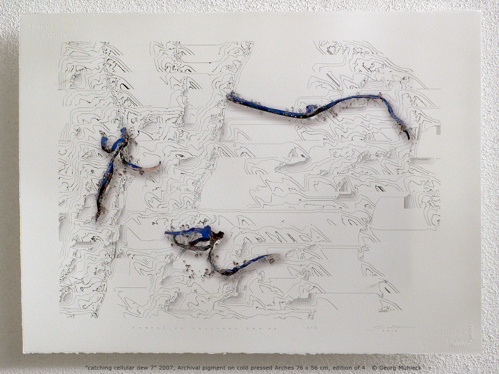“catching cellular dew 7” 2007, Archival pigment on cold pressed Arches 76 x 56 cm, edition of 4   © Georg Mühleck