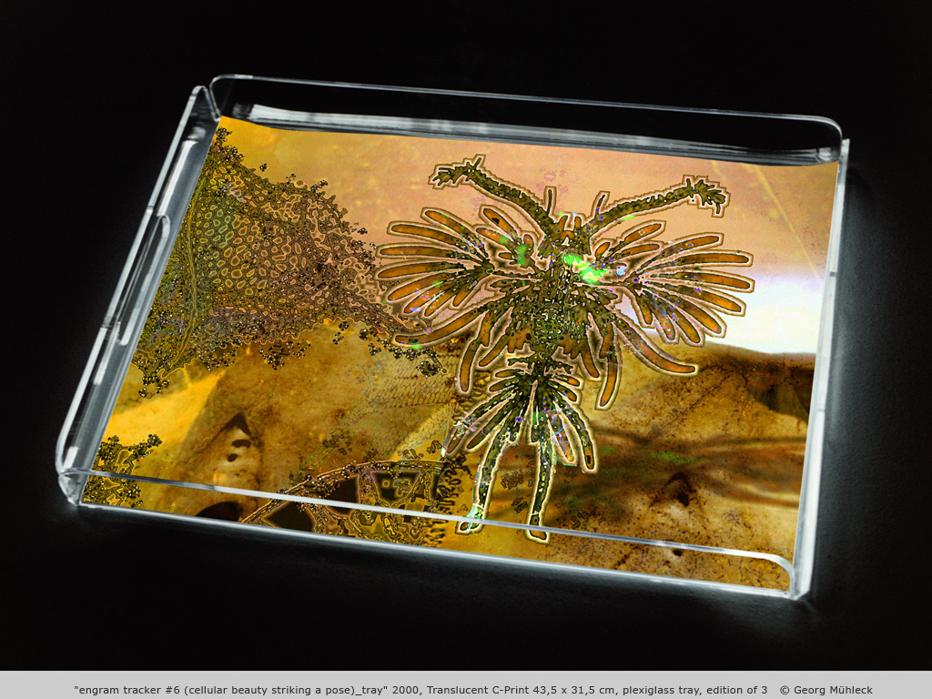 "engram tracker #6 (cellular beauty striking a pose)_tray" 2000, Translucent C-Print 43,5 x 31,5 cm, plexiglass tray, edition of 3   © Georg Mühleck